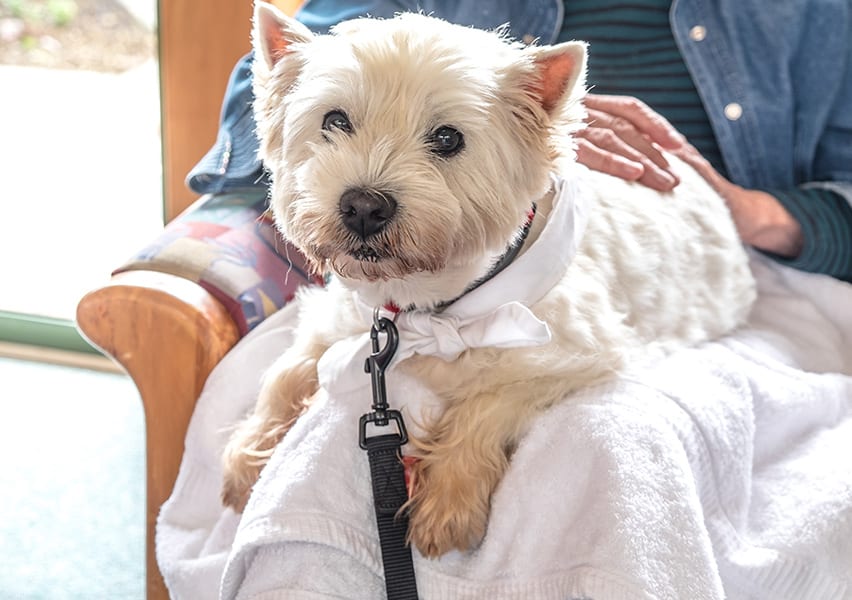 A resident's small pet dog sits on her lap looking into the camera while getting attention from their owner.